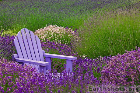 Lavender-Adirondack-Chair-via-